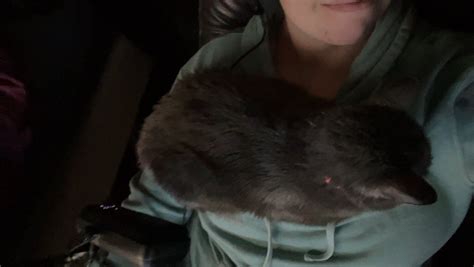 valentine on twitter my cat insists on sitting on my boobs when i