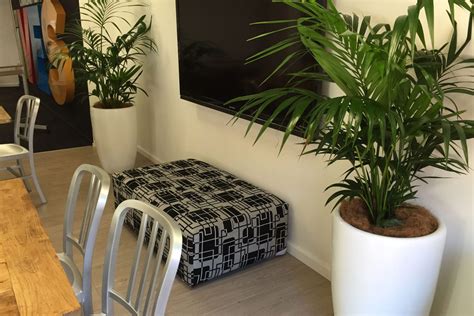 green scene indoor plant hire