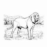Surfnetkids Coloring Breed Dog Previous Animals Bloodhound sketch template