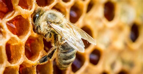 bijen zijn belangrijk voor een gezonde tuin waarom zijn bijen belangrijk
