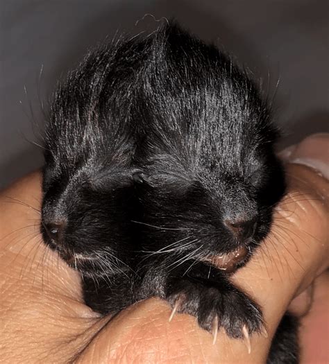 duo a tiny black kitten born with 2 faces is stealing hearts