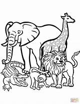 Safari Coloring Animals Pages African Getcolorings sketch template