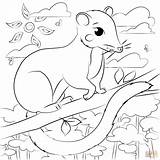 Possum Coloring Pages Supercoloring Cartoon Categories sketch template
