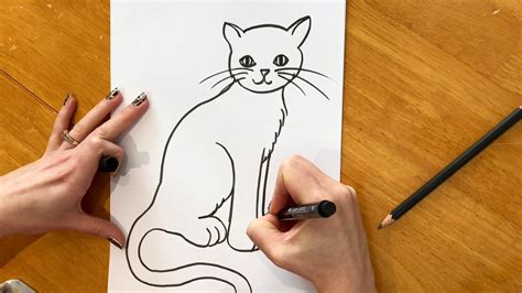 beginners lesson   draw  cat youtube
