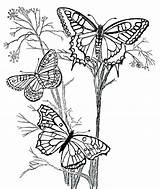 Butterfly Coloring Pages Detailed Printable Getcolorings Butterflies sketch template