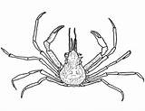 Crab Dungeness Getdrawings Drawing sketch template