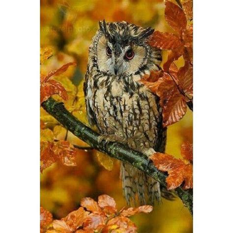 color  describes  beautiful owl owl pictures animals