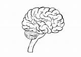 Cerebro Gehirn Malvorlage Coloriage Cerveau Cerebros Hersenen Disegno Colorare Cervello Educima Edupics Mandala Imagui Jaramillo Adult Téléchargez Afbeelding sketch template