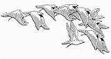 Flock Birds Coloring Flight Drawings Line 269px 36kb Reusableart Choose Board sketch template