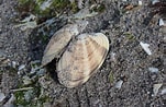 Afbeeldingsresultaten voor Gewone Venusschelp Geslacht. Grootte: 151 x 98. Bron: schelpdierenalbum.blogspot.com