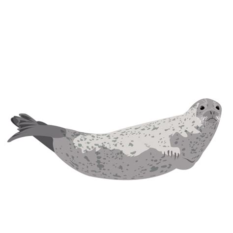 spotted seal caff