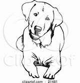 Labrador Dog Retriever Clipart Down Head Lying Cute Lab Curious Tilting Illustration His Background Yellow Sitting Clip Rey David Tattoo sketch template