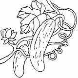 Gurke Ausmalbild Cornichon Cornichons Ausmalbilder Coloriage Drucken Malvorlagen Hugolescargot Concombres Montre sketch template