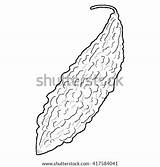 Gourd Bitter Coloring Melon Drawing Template sketch template