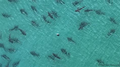 video school  blacktip sharks spotted  florida beach