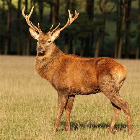 red deer stag scotland saxman flickr