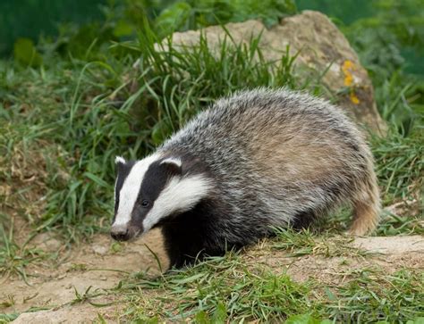 wisconsin google search animals wild animals badger