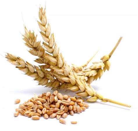 types  cereal crops  pictures