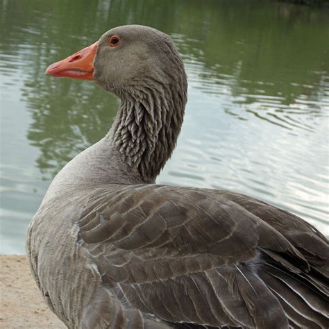 grey goose  ad  deviantart