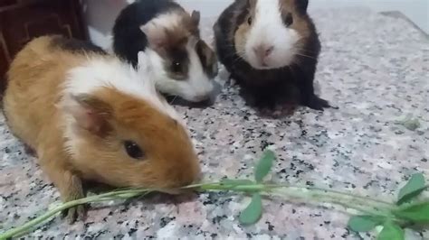 guinea pigs eat clover clever pet owners