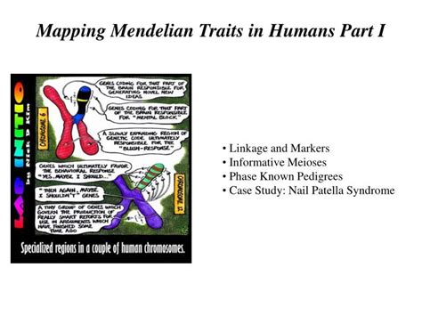 Ppt Mapping Mendelian Traits In Humans Part I Powerpoint Presentation