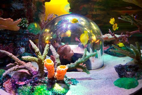 sea life aquarium crown center  kansas city