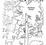 Forest Pages Coloring Deciduous Getcolorings Animals Color sketch template