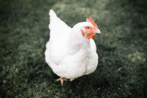 broiler chicken breeds     meat chickens amy  fewell