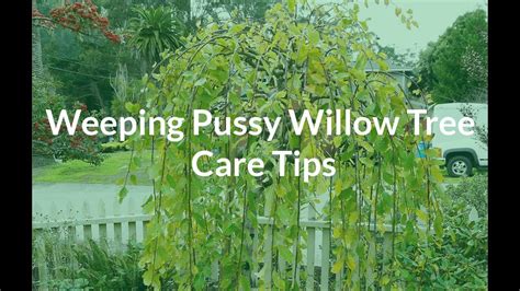 Pruning Pussy Willow Blowjob Story