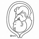 Embarazada Feto Dibujos Embarazo Maternidad Desarrollo Embrionario Nacimiento Panza Prenatal Etapa Etapas Embarazadas Mama Batas Remeras Parto Buscadas Vientre Barriga sketch template