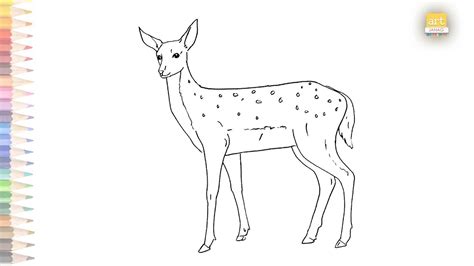 chital drawing easy   draw  chital spotted deer drawing step