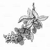 Blackberry Flower Vines Fruits Tattoos Blackberries Bushes Brombeeren Videira Genus Rubus Zeichnung sketch template