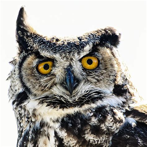 hoot  owls  bird