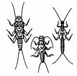 Stonefly Stoneflies Nymphs Plecoptera Ky Order Adult sketch template