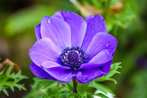 anemone flower meaning  symbolism    flowers