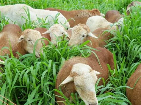 sistema de produccion de ovinos en pastoreo ceiegt secretaria de ceie