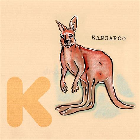 english alphabet kangaroo stock vector illustration  fauna