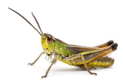 insetti che  possono mangiare virtua salute