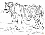 Tiger Coloring Tigre Harimau Colorare Mewarnai Disegni Bengala Bengal Tigri Kolorowanki Bambini Tijger Tigers Tigres Kleurplaat Branco Wydruku Bengale Tygrys sketch template