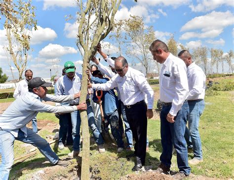 inician plantacion de mil arboles  reforestar la zona urbana tu