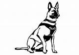 Clipartmag Belgian Malinois sketch template
