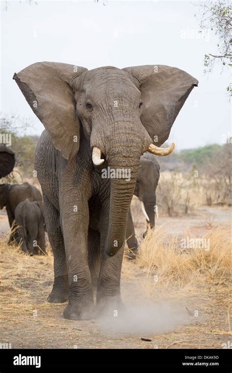 elephant charging  res stock photography  images alamy
