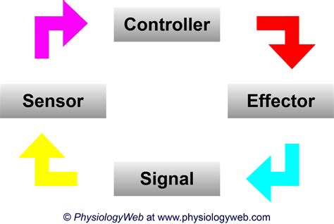 physiology illustration components  simple feedback loops high