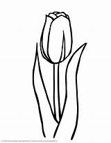 Tulip Coloring Pages Tulips Outline Printable Clipart Clip Print Flower Large Drawing Color Clipartbest Nature Cartoon Sheets Choose Board sketch template