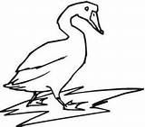 Tundra Swan Coloring 235px 48kb sketch template