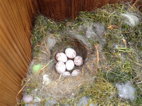 chickadee nest    species nesting   yard chic flickr
