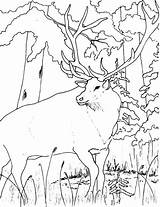 Elk Coloring Pages Bull Drawing Color Getdrawings sketch template