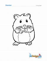 Hamster Hamsters Printable A4 Squirrel sketch template