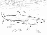 Coloring Shark Kids Pages Fish Blue Pilot sketch template