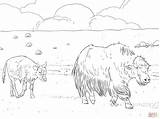 Coloring Yak Pages Calf Mother Skip Main Comments sketch template